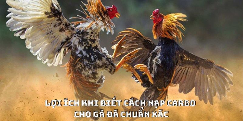 Lợi ích khi biết cách nạp carbo cho gà đá chuẩn xác